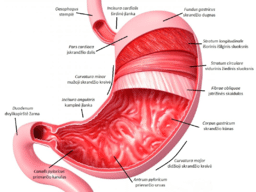 Credit: MED2013-6 (Own work) [Public domain]